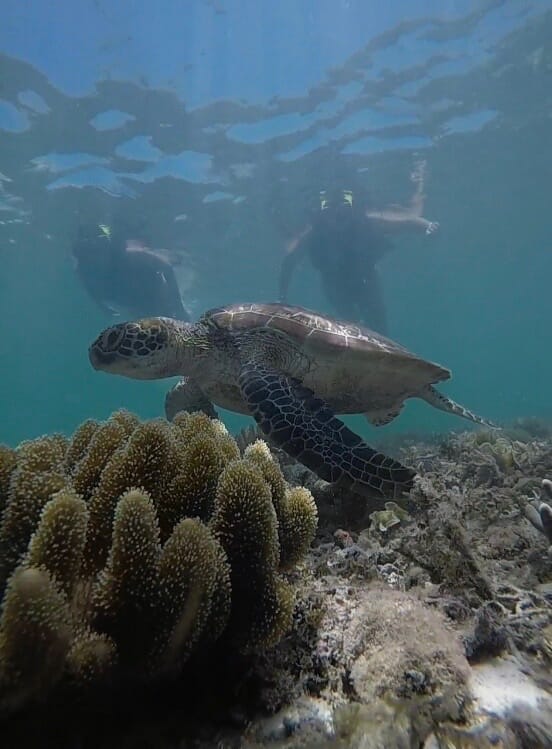 Buceo y snorkel para descubrir la flora y la fauna local. Una fantasía de plan en tu itinerario del viaje a Filipinas