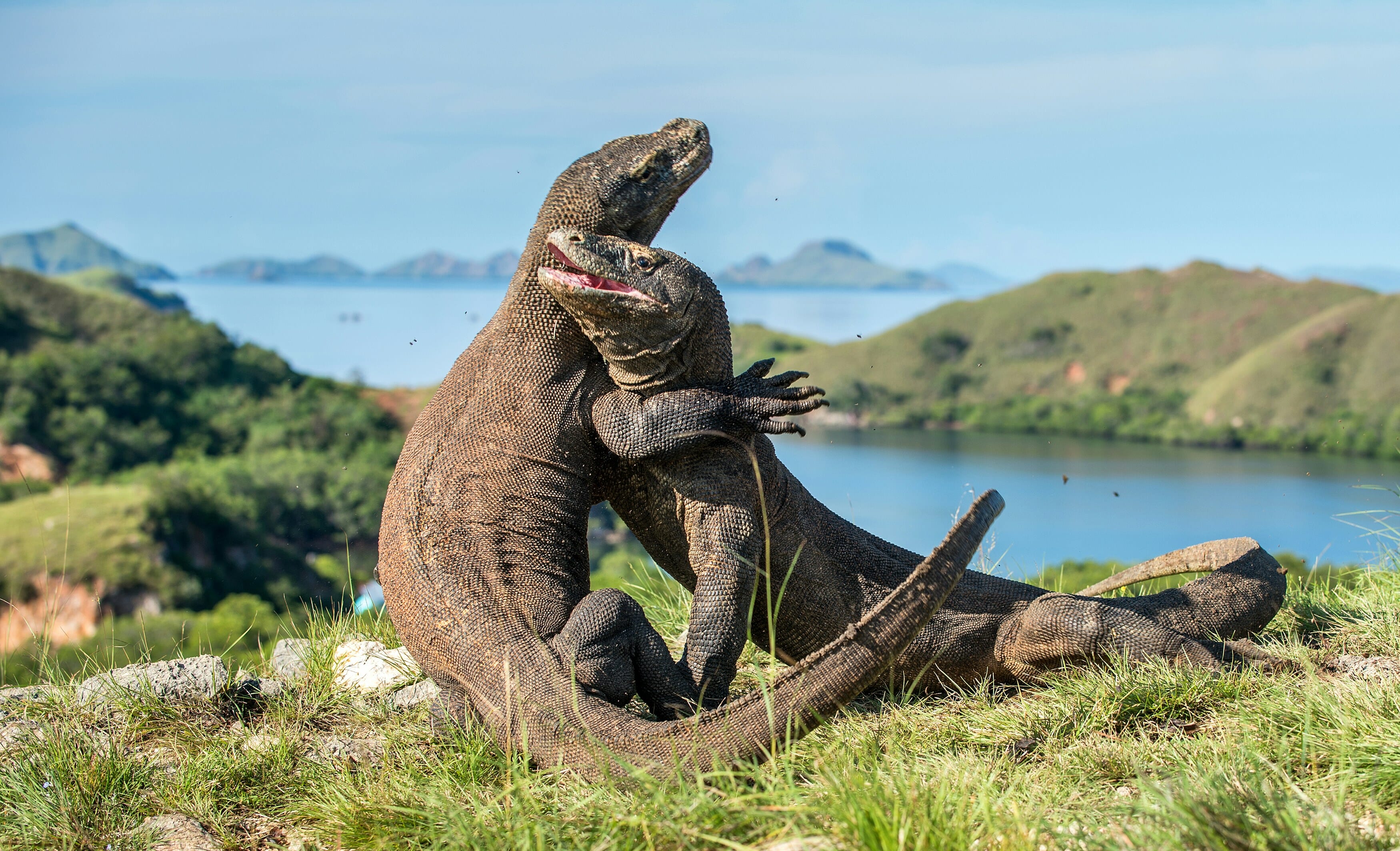 Dragones de Komodo, Indonesia