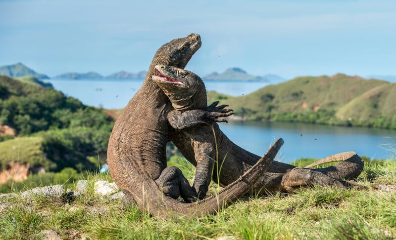 Dragones de Komodo, Indonesia