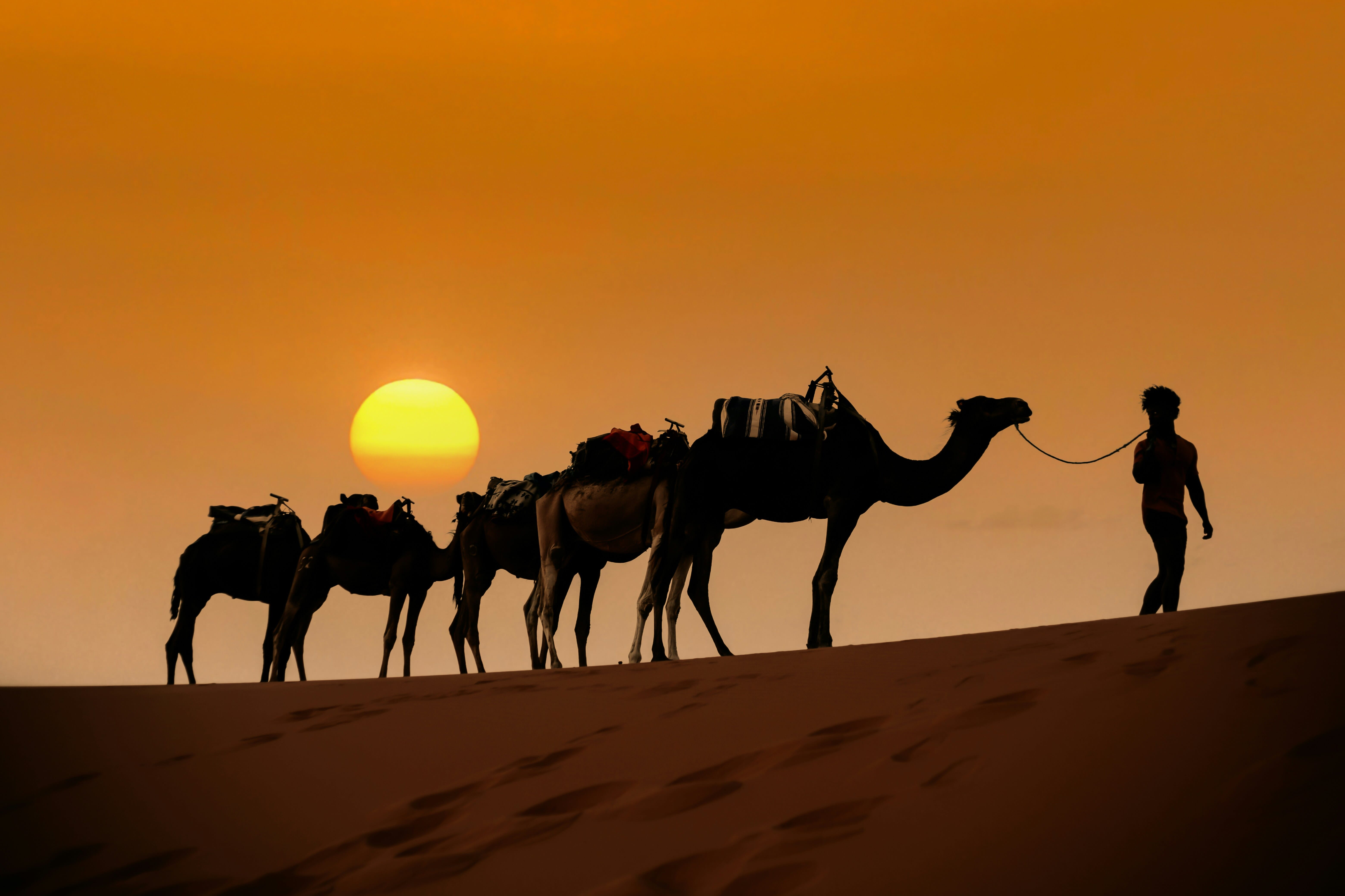 Camellos transportando mercancías en el desierto del Sáhara